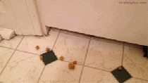 Dog trying eat food when door is closed gif animation
